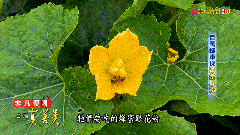 1718525102890272.gif 1.gif